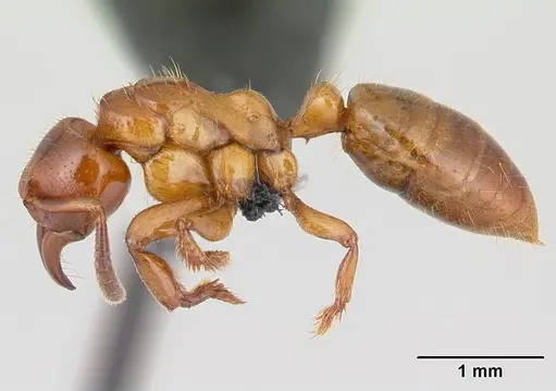 Centromyrmex sellaris specimen CASENT0066705 image casent0066705_3