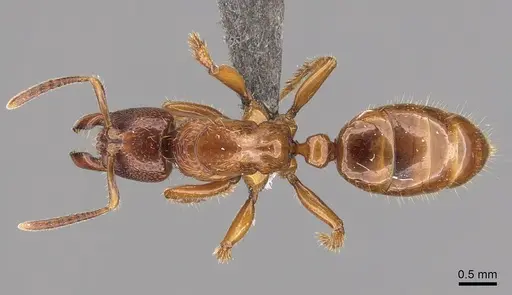 Centromyrmex sellaris specimen CASENT0235433 image casent0235433_1