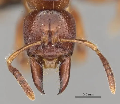 Centromyrmex sellaris specimen CASENT0235433 image casent0235433_2