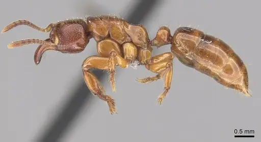 Centromyrmex sellaris specimen CASENT0235433 image casent0235433_3