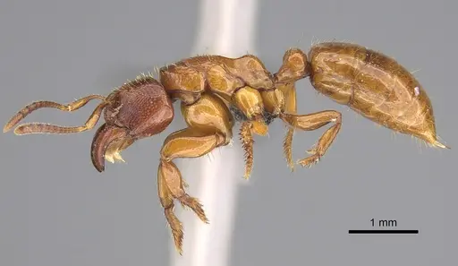 Centromyrmex sellaris specimen CASENT0817997 image casent0817997_1