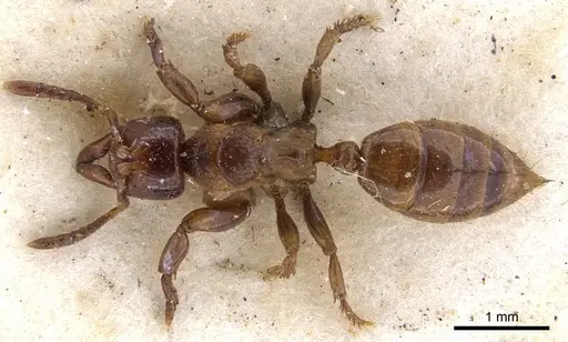 Centromyrmex sellaris specimen CASENT0902463 image casent0902463_1