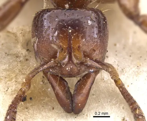 Centromyrmex sellaris specimen CASENT0902463 image casent0902463_2