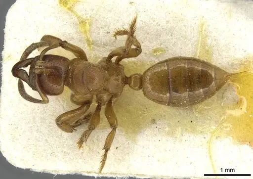 Centromyrmex sellaris specimen CASENT0913728 image casent0913728_1
