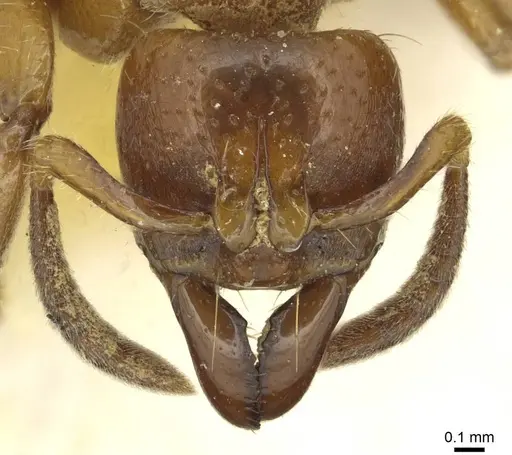 Centromyrmex sellaris specimen CASENT0913728 image casent0913728_2