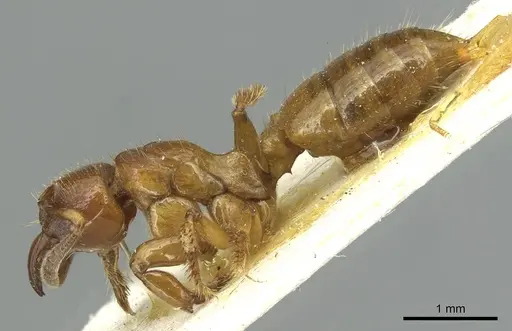 Centromyrmex sellaris specimen CASENT0913728 image casent0913728_3