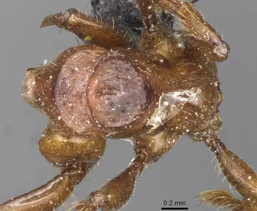 Centromyrmex sellaris specimen CASENT0915169 image casent0915169_1