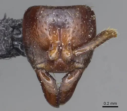 Centromyrmex sellaris specimen CASENT0915169 image casent0915169_3