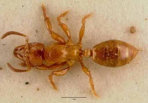 Centromyrmex sellaris specimen SAM-ENT-0011511A image sam-ent-0011511a_1
