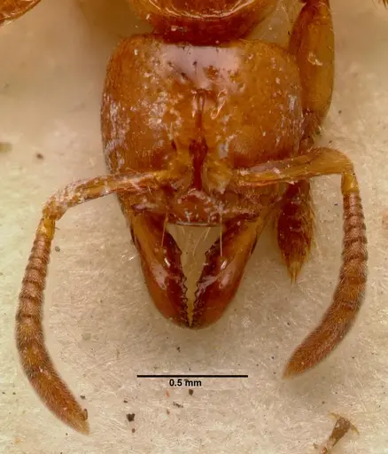 Centromyrmex sellaris specimen SAM-ENT-0011511A image sam-ent-0011511a_2