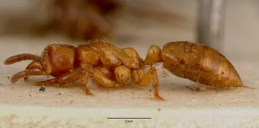 Centromyrmex sellaris specimen SAM-ENT-0011511A image sam-ent-0011511a_3