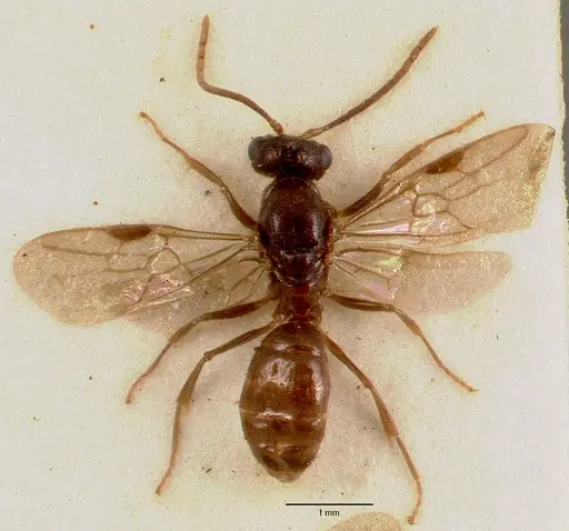 Centromyrmex sellaris specimen SAM-ENT-0011511B image sam-ent-0011511b_1