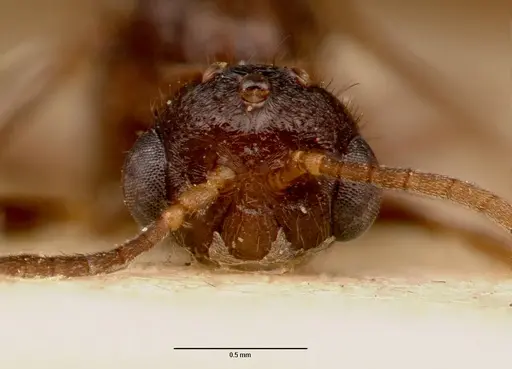 Centromyrmex sellaris specimen SAM-ENT-0011511B image sam-ent-0011511b_2
