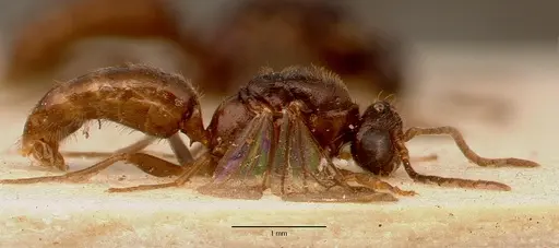 Centromyrmex sellaris specimen SAM-ENT-0011511B image sam-ent-0011511b_3