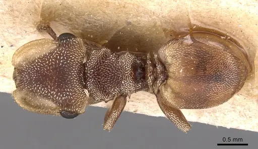 Cephalotes adolphi specimen CASENT0904906 image casent0904906_1
