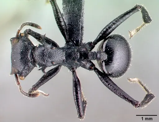 Cephalotes alfaroi specimen CASENT0040145 image casent0040145_1