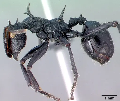 Cephalotes alfaroi specimen CASENT0040145 image casent0040145_3