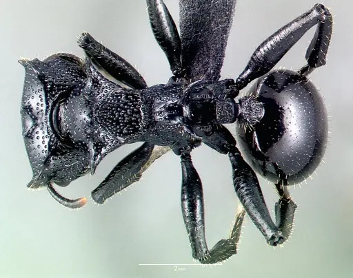 Cephalotes alfaroi specimen CASENT0040147 image casent0040147_1