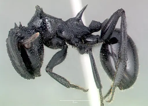 Cephalotes alfaroi specimen CASENT0040147 image casent0040147_3