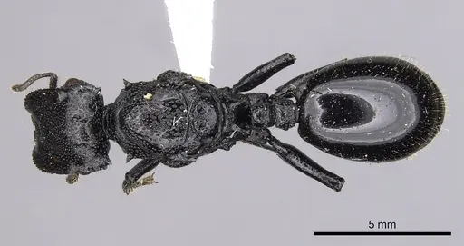 Cephalotes alfaroi specimen CASENT0627927 image casent0627927_1