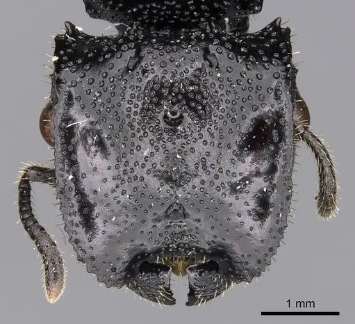 Cephalotes alfaroi specimen CASENT0627927 image casent0627927_2
