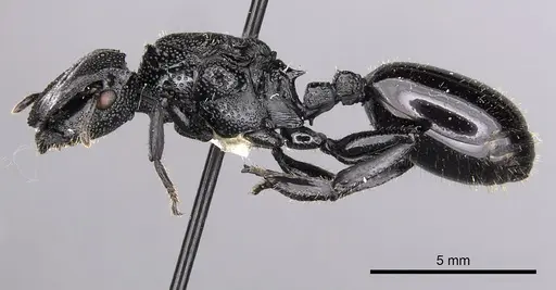 Cephalotes alfaroi specimen CASENT0627927 image casent0627927_3