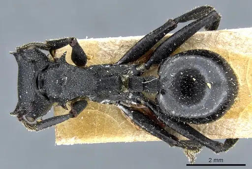 Cephalotes alfaroi specimen CASENT0904899 image casent0904899_1