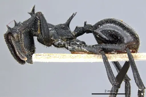 Cephalotes alfaroi specimen CASENT0904899 image casent0904899_3