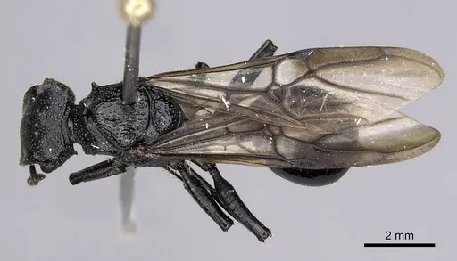 Cephalotes alfaroi specimen INBIOCRI001238137 image inbiocri001238137_1