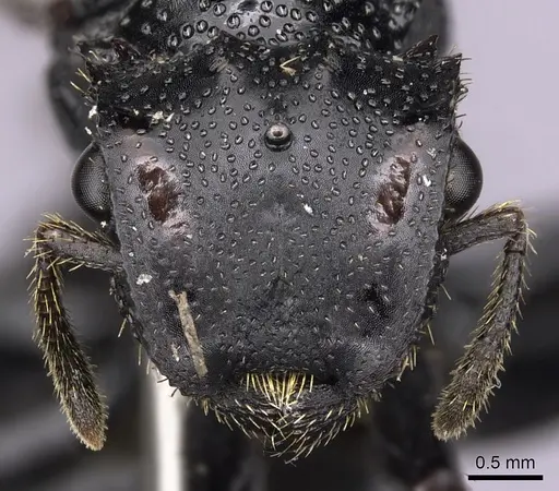 Cephalotes alfaroi specimen INBIOCRI001238137 image inbiocri001238137_2
