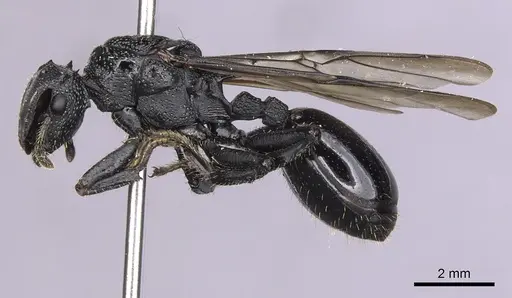 Cephalotes alfaroi specimen INBIOCRI001238137 image inbiocri001238137_3