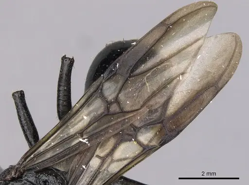 Cephalotes alfaroi specimen INBIOCRI001238137 image inbiocri001238137_4