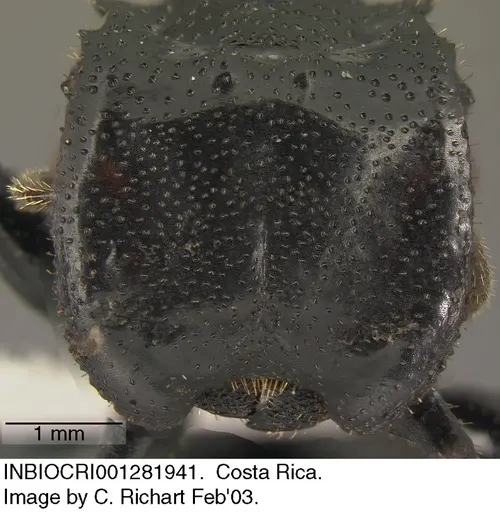 Cephalotes alfaroi specimen INBIOCRI001282941 image inbiocri001282941_1