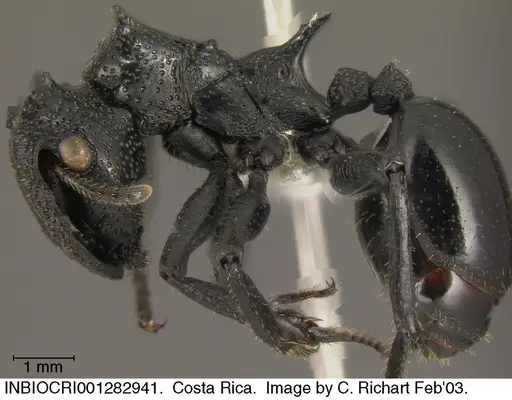 Cephalotes alfaroi specimen INBIOCRI001282941 image inbiocri001282941_2