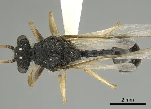 Cephalotes alfaroi specimen INBIOCRI002281566 image inbiocri002281566_1