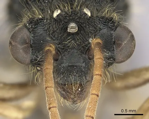 Cephalotes alfaroi specimen INBIOCRI002281566 image inbiocri002281566_2