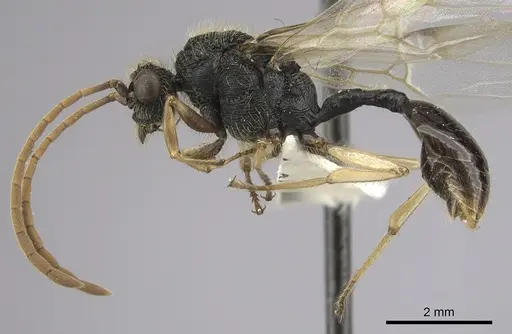 Cephalotes alfaroi specimen INBIOCRI002281566 image inbiocri002281566_3