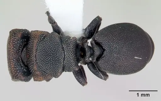 Cephalotes angustus specimen CASENT0173660 image casent0173660_1