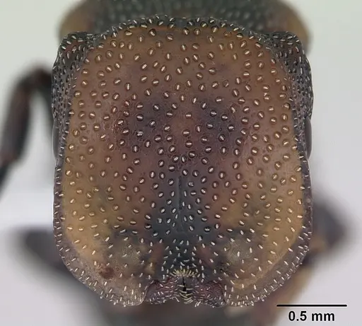 Cephalotes angustus specimen CASENT0173660 image casent0173660_2