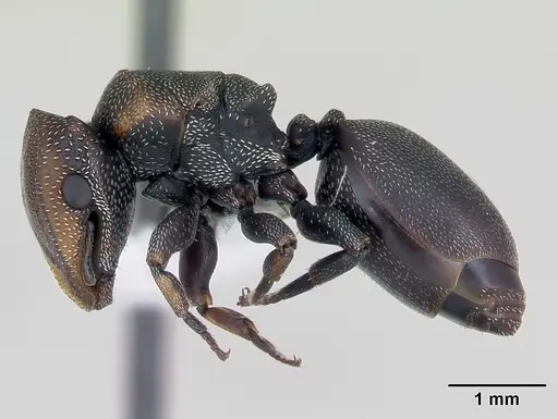 Cephalotes angustus specimen CASENT0173660 image casent0173660_3