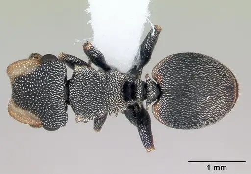 Cephalotes angustus specimen CASENT0173661 image casent0173661_1