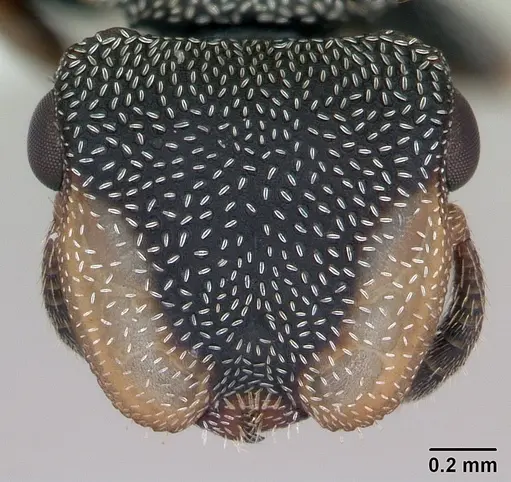 Cephalotes angustus specimen CASENT0173661 image casent0173661_2