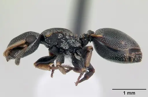Cephalotes angustus specimen CASENT0173661 image casent0173661_3