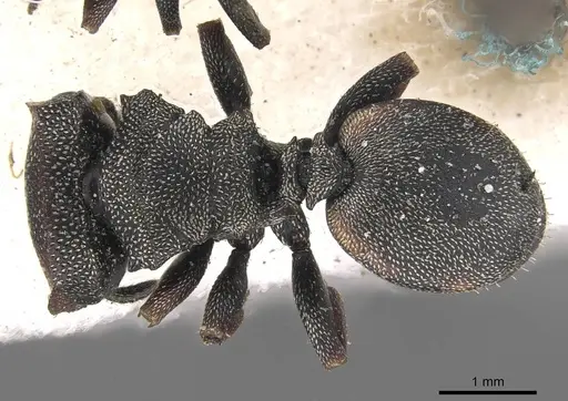 Cephalotes angustus specimen CASENT0909276 image casent0909276_1