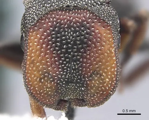 Cephalotes angustus specimen CASENT0909276 image casent0909276_2