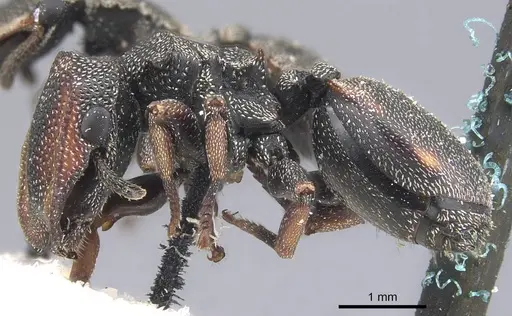 Cephalotes angustus specimen CASENT0909276 image casent0909276_3