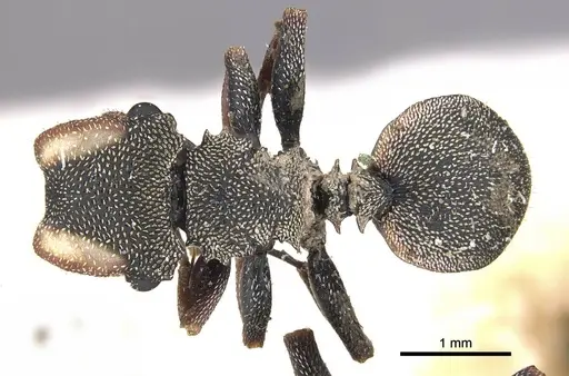 Cephalotes angustus specimen CASENT0909277 image casent0909277_1