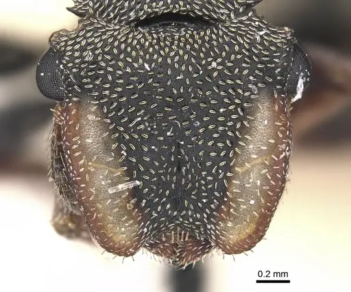 Cephalotes angustus specimen CASENT0909277 image casent0909277_2