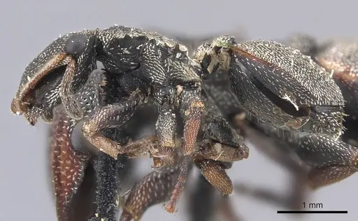 Cephalotes angustus specimen CASENT0909277 image casent0909277_3