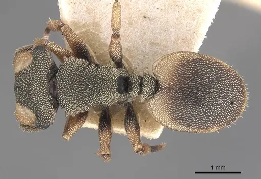 Cephalotes angustus specimen CASENT0909278 image casent0909278_1